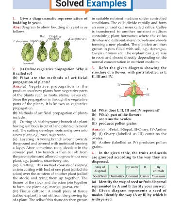 Foundation Course Biology Book for Class 7 by MTG Learning