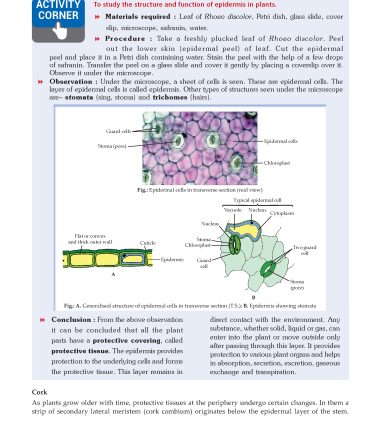 Foundation Course Biology Book for Class 9 by MTG Learning