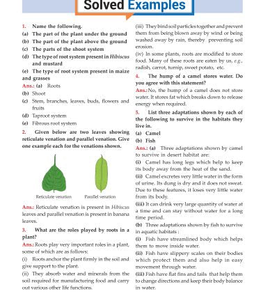 Foundation Course Biology Book for Class 6 by MTG Learning